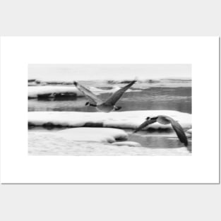 Geese coming in for a landing in black and white Posters and Art